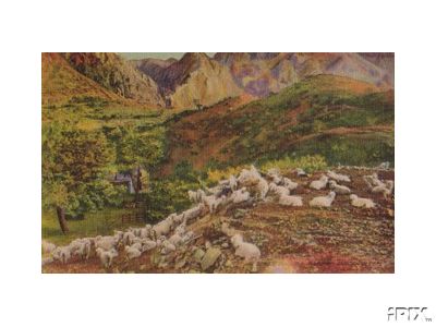 Sheep Sleeping in the Hills