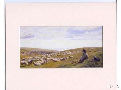 Sheep Solitude1