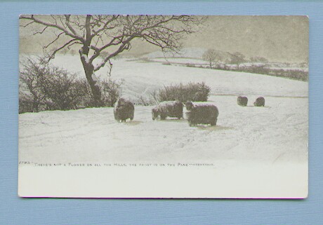 Sheep Standing in Snow