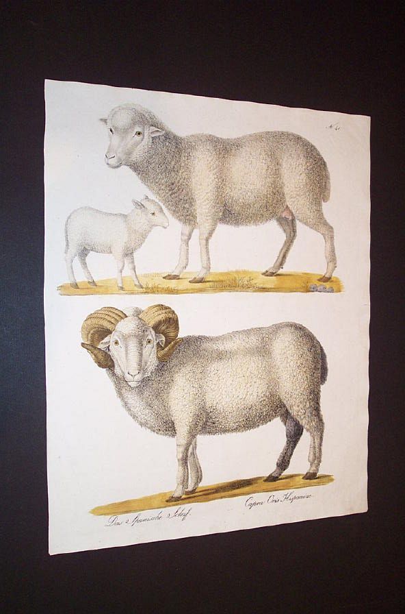 Sheep Study