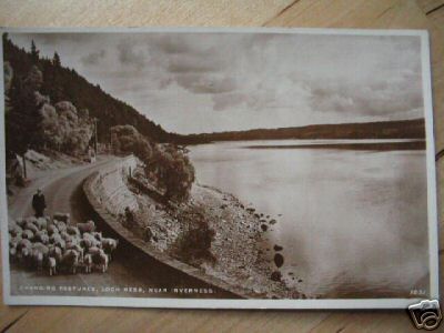 Sheep Travel By Loch Ness