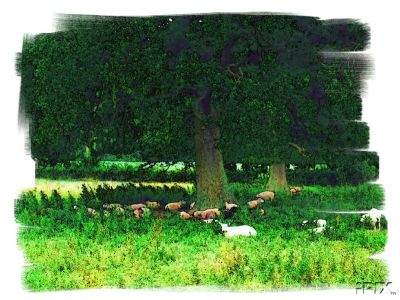 Sheep Tree