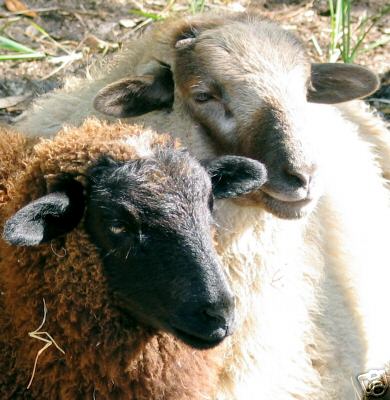 Sheep Two Lambs