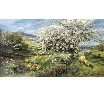 Sheep Under Apple Tree1