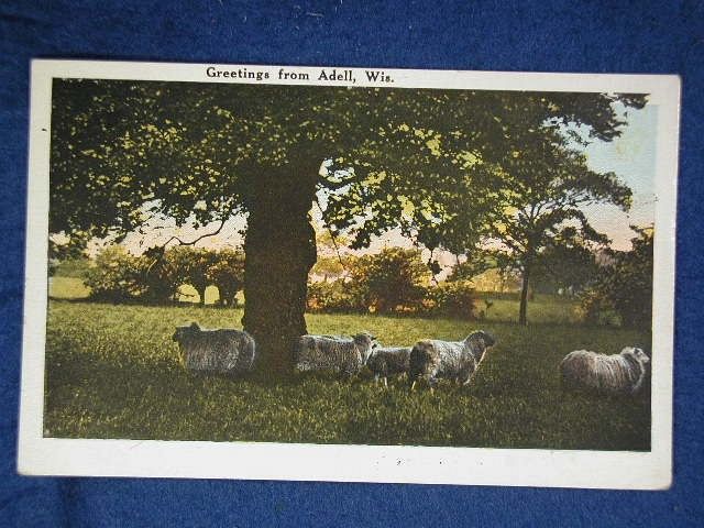 Sheep Under Oak