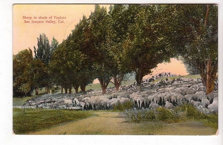 Sheep Under Poplars