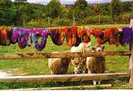 Sheep Under Yarn