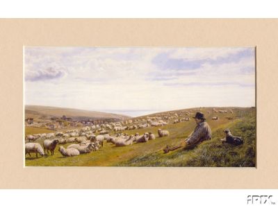 Sheep Upon the Hillside