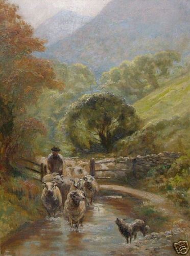 Sheep Walking Thru Water
