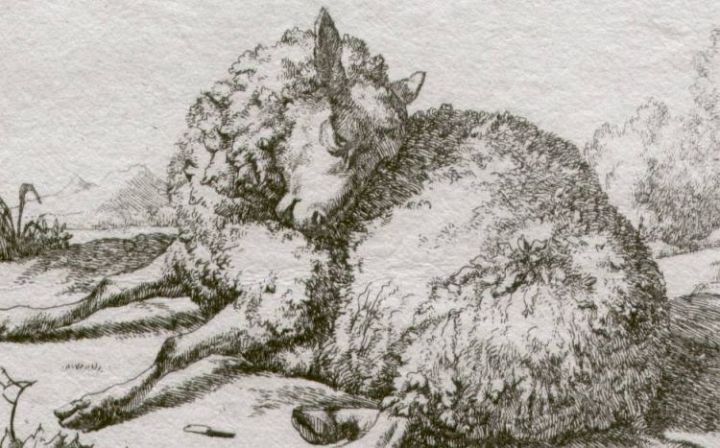 Sheep Washing Herself