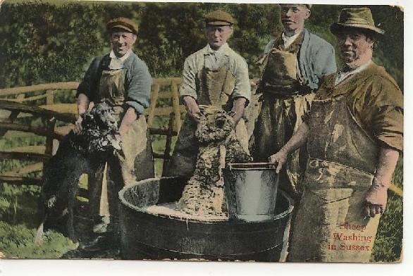 Sheep Washing in Sussex