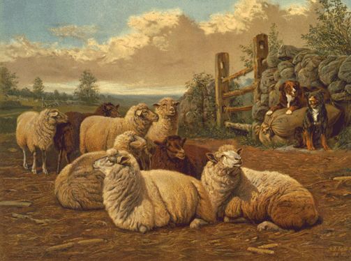 Sheep Watching Dogs