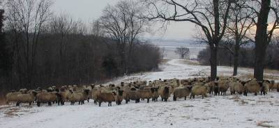 Sheep Watching in December