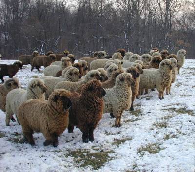 Sheep Watching in Winter