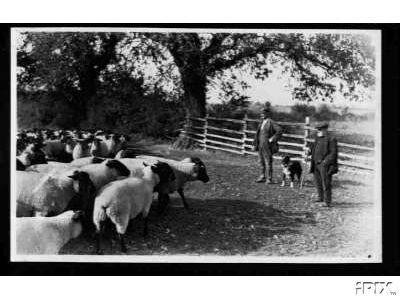 Sheep Watching the Action