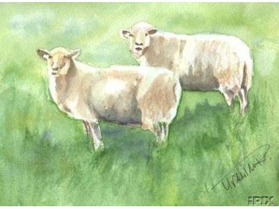 Sheep Watercolor 2 Ewes