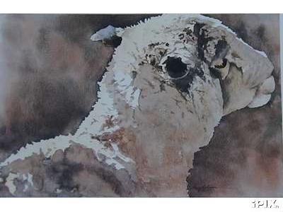 Sheep Watercolor By Terry Johnson