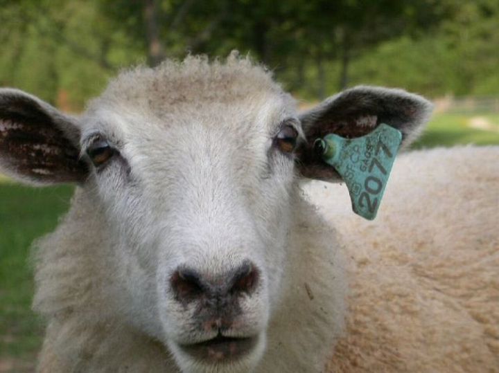 Sheep What a Face Corri X Bfl