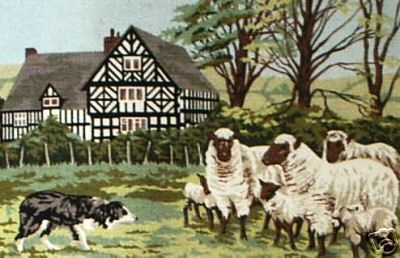 Sheep with BC Tapestry