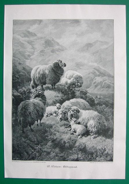 Sheep with Lambs Engraving