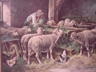 Sheep with Mangers