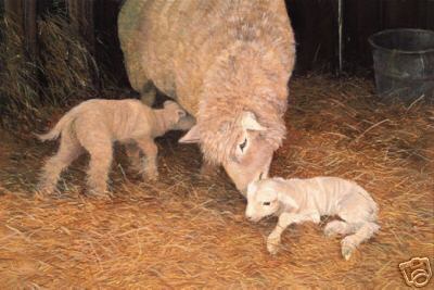 Sheep with Newborn Lambs