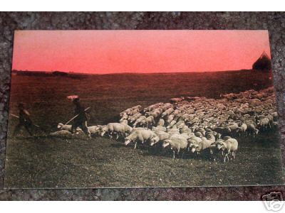 Sheep with Red Sky