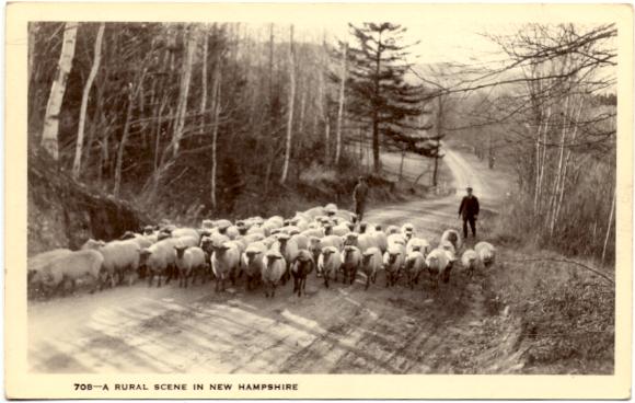 Sheep with Shepherd on a Country Road