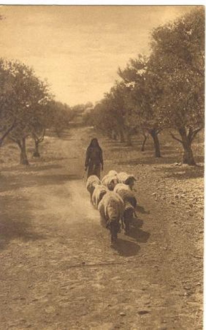 Sheep with Shepherd on the Road