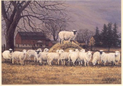Sheep Wool Gathering