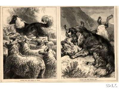 Sheepdog with Sheep Engraving