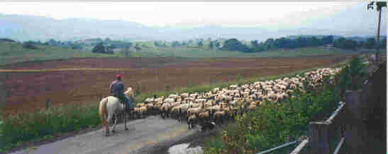 Sheepdrive2