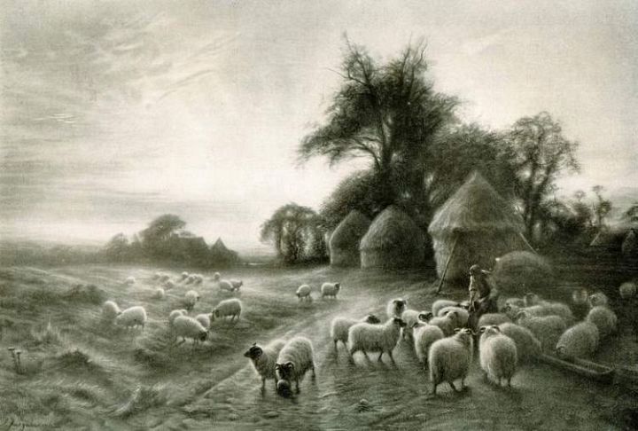 Sheepfeeding Farquharson