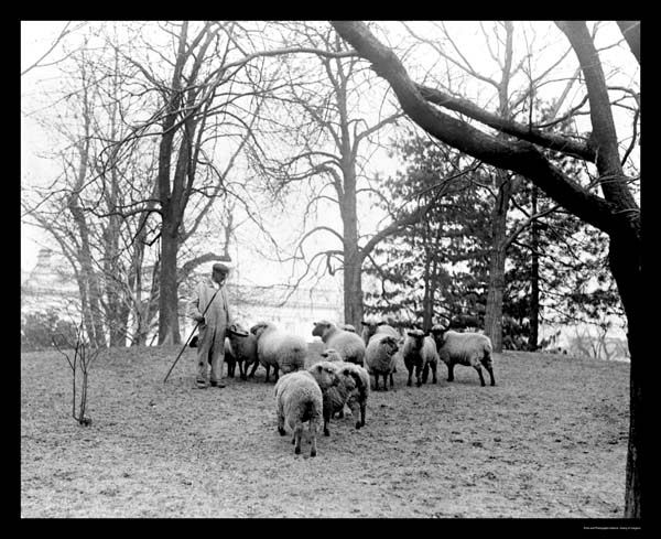 Sheep Grazing White House Lawn 1912
