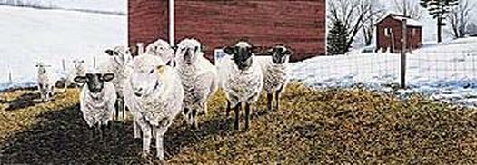 Sheep in winter morning light