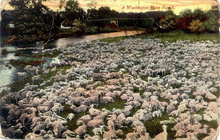 Sheep ranch Deep Sheep in Washington