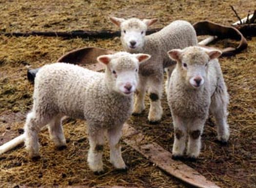 Sheeptriofxr