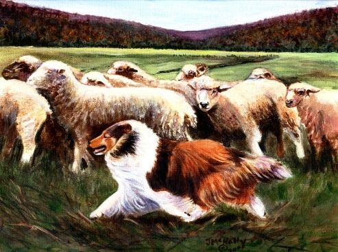 Sheltie Working Sheep