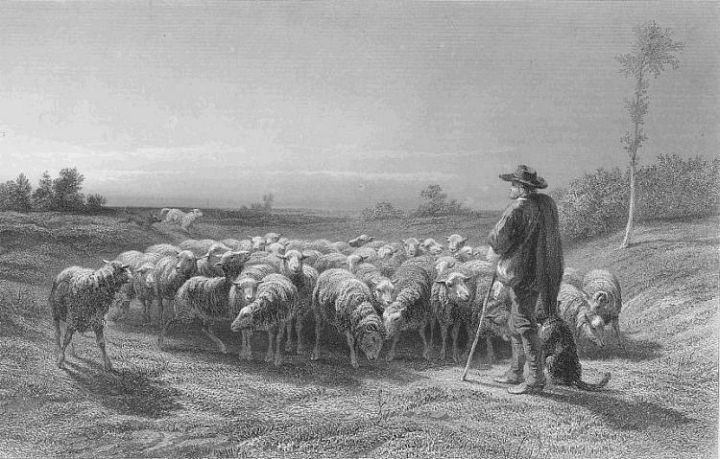 Shepherd Bonheur