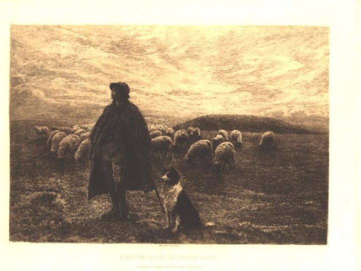 Shepherd Dog with Sheep