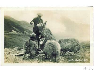 Shepherd Handfeeding Sheep