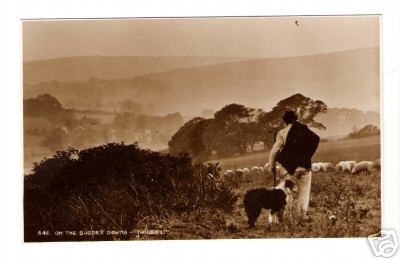 Shepherd Sheep Dog Sussex Downs