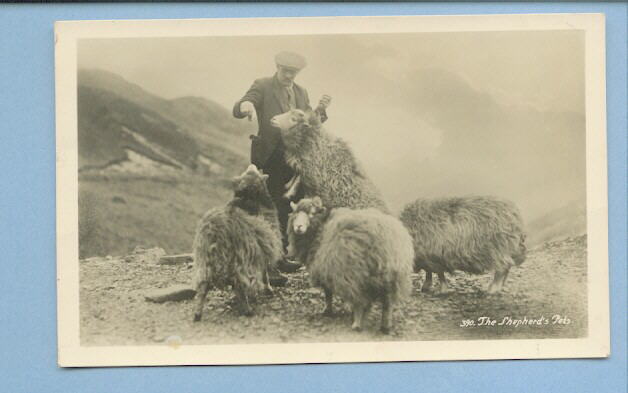 Shepherd with 4 Pet Sheep