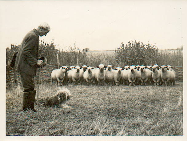 Shepherd with Old English and Sheep