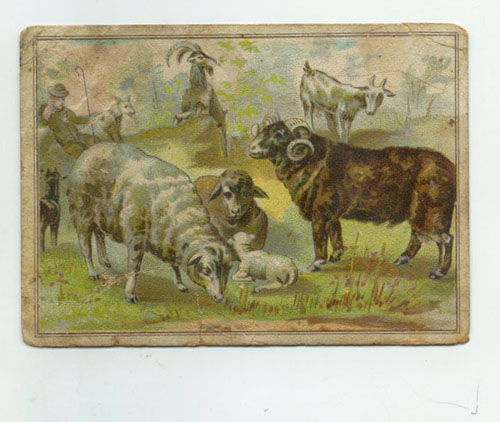 Shepherd with Sheep and Goats