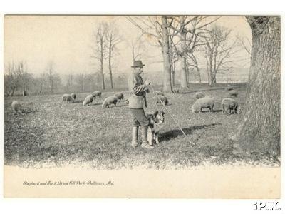 Shepherd with Sheep with Dog