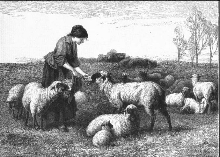 Shepherdess Feeding Sheep