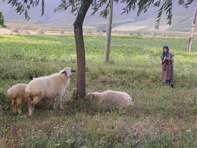 Shepherdess with Sheep Under a Tree