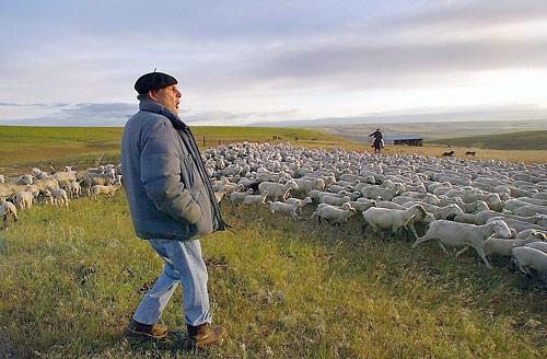 Shepherds Ewes and Lambs on Spring Pasture