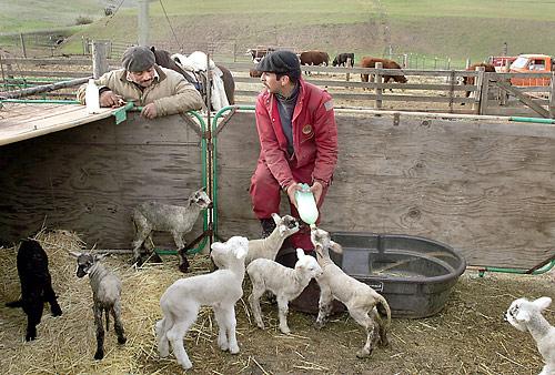 Shepherds Feeding Orphand Lambs